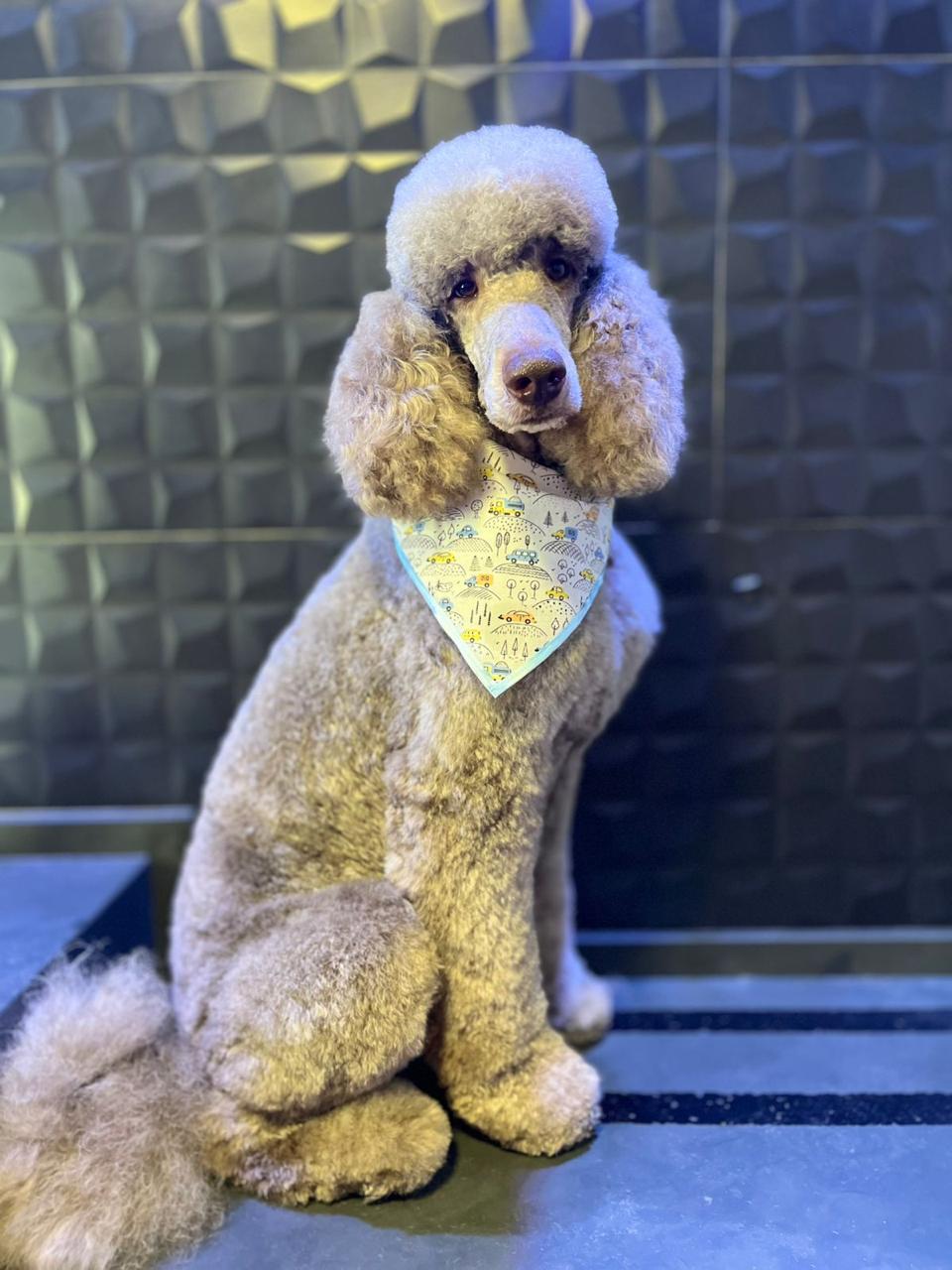 Poodle após banho e tosa no Instituto InVita Pet
