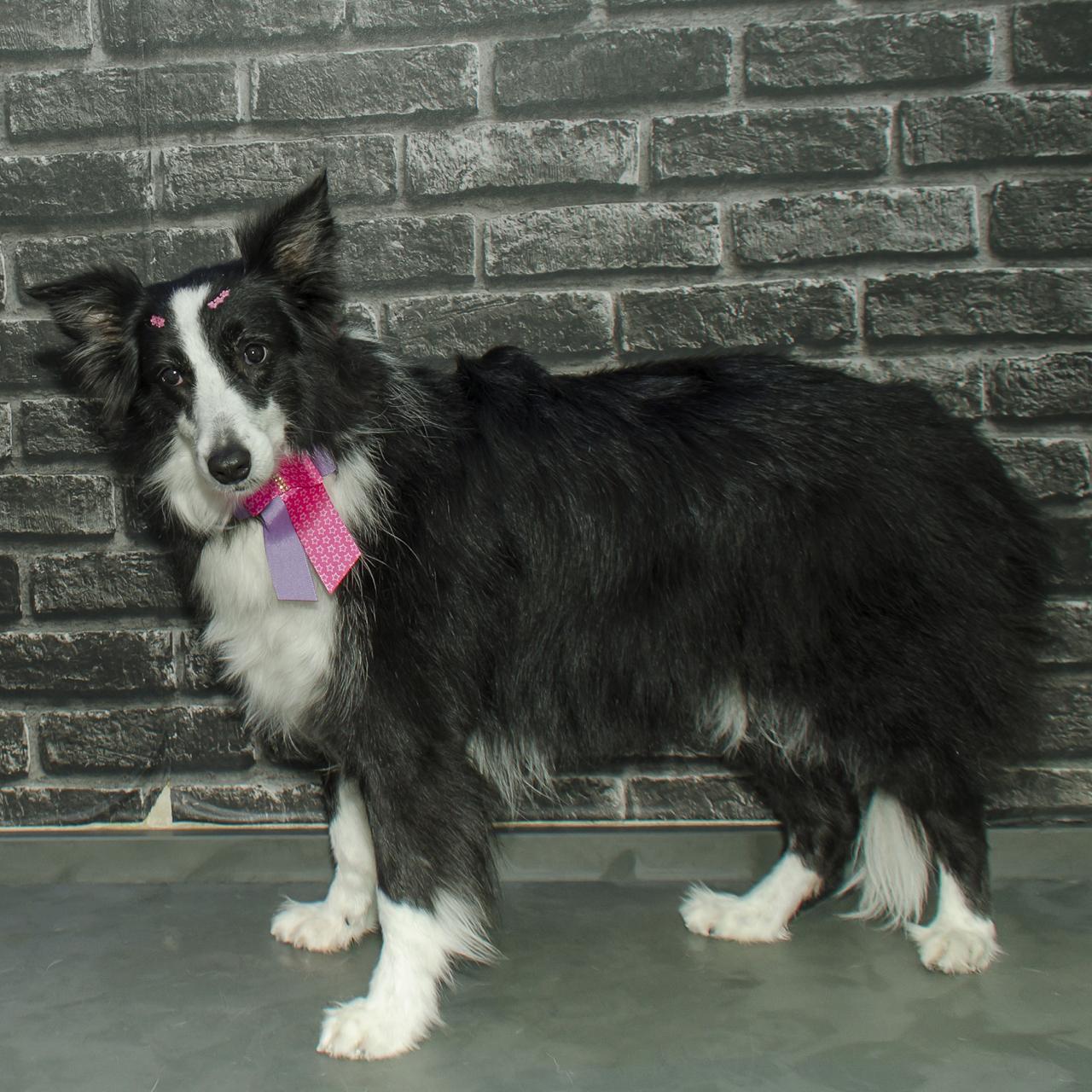 Border Collie no Instituto InVita Pet