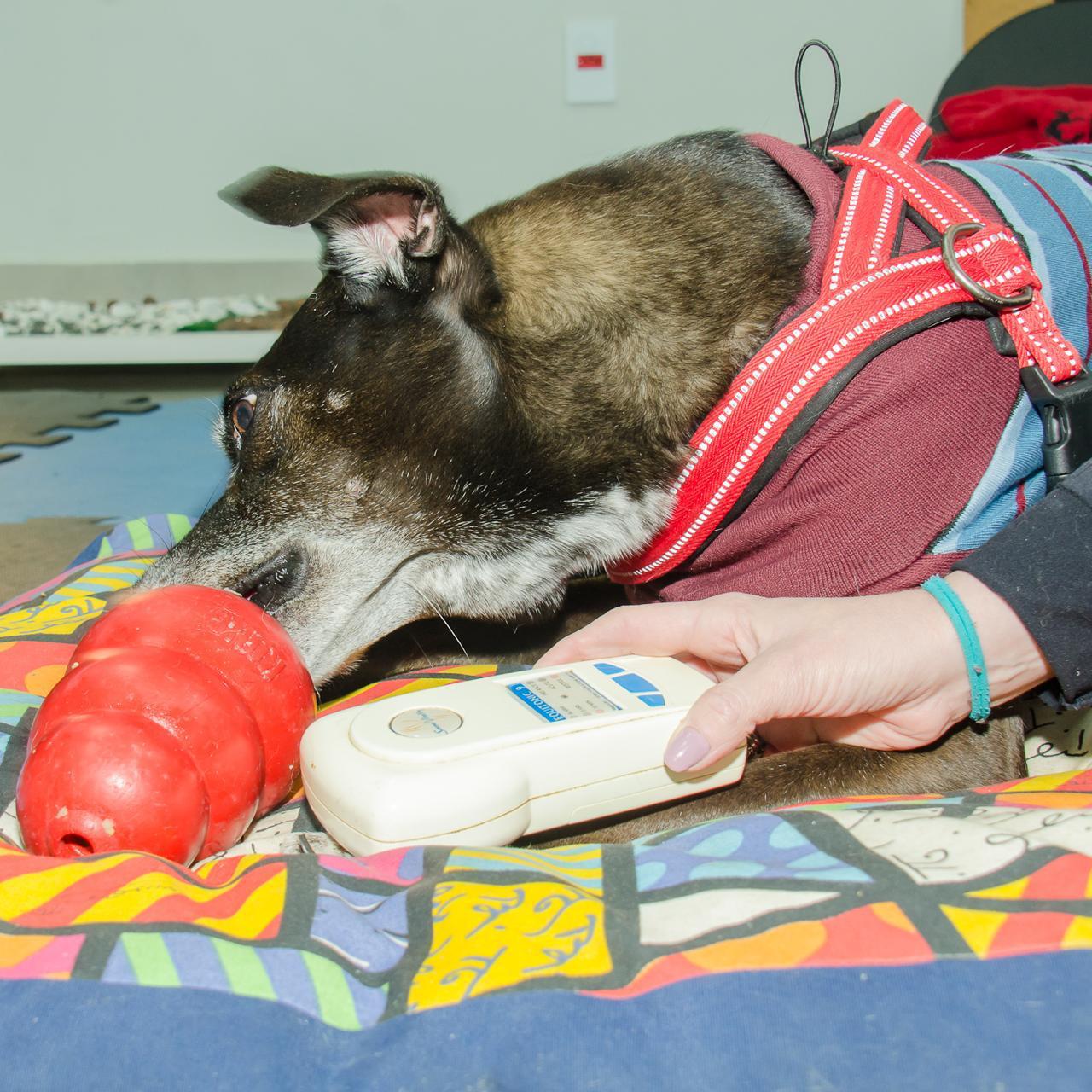 Cão em sessão de terapia no Instituto InVita Pet