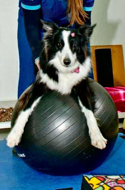 Cão em fisioterapia com bola no Instituto InVita Pet