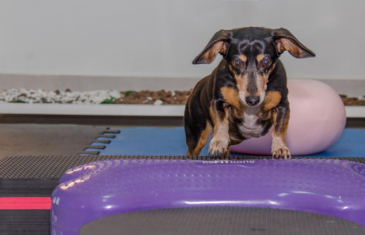 Dachshund em exercício de reabilitação