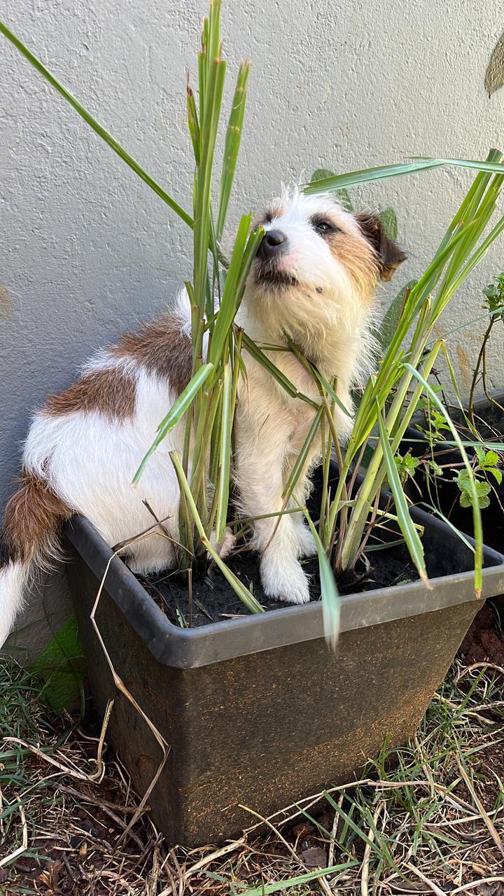 Cão no jardim do Instituto InVita Pet