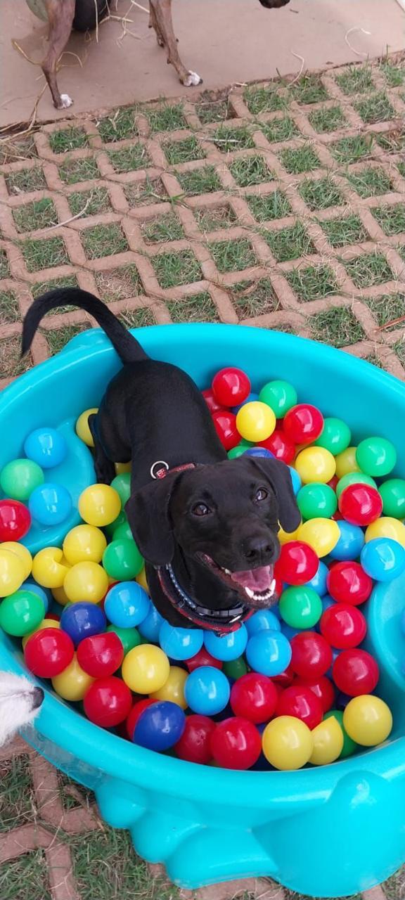 Cão brincando na piscina de bolinhas