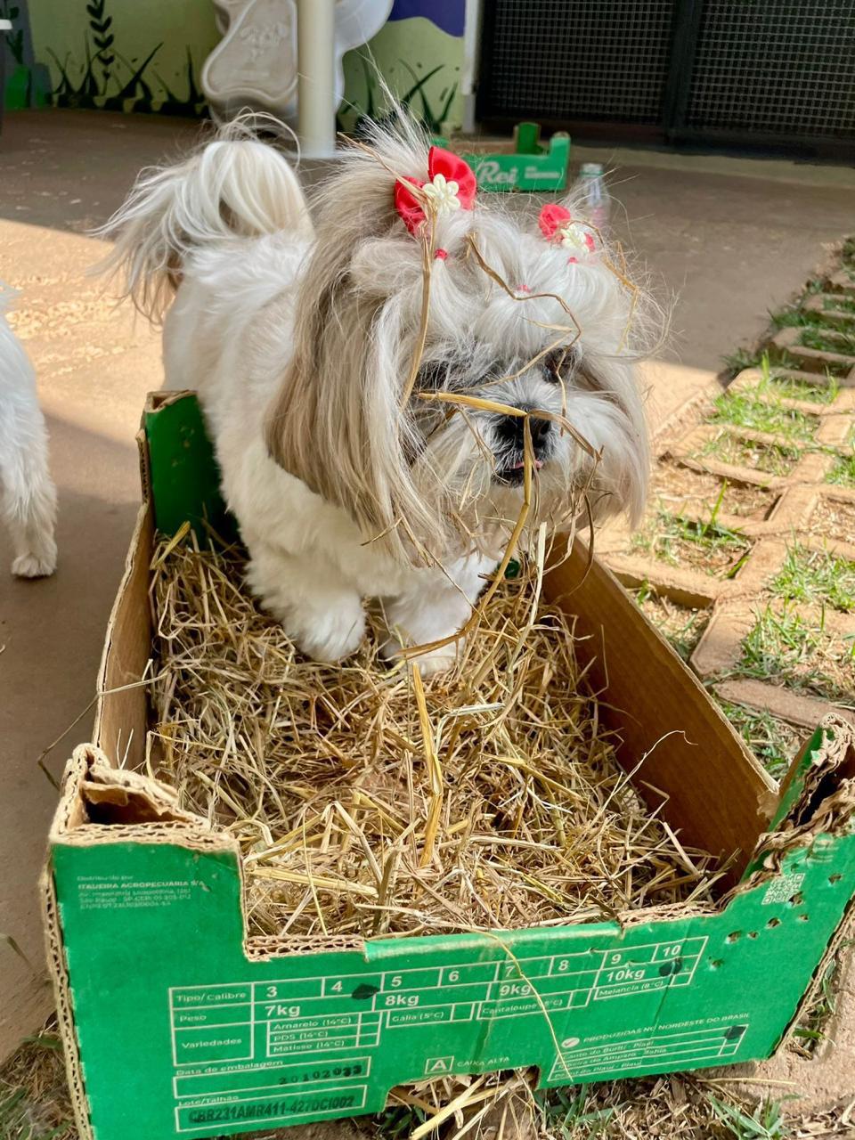 Shih Tzu no day care do Instituto InVita Pet