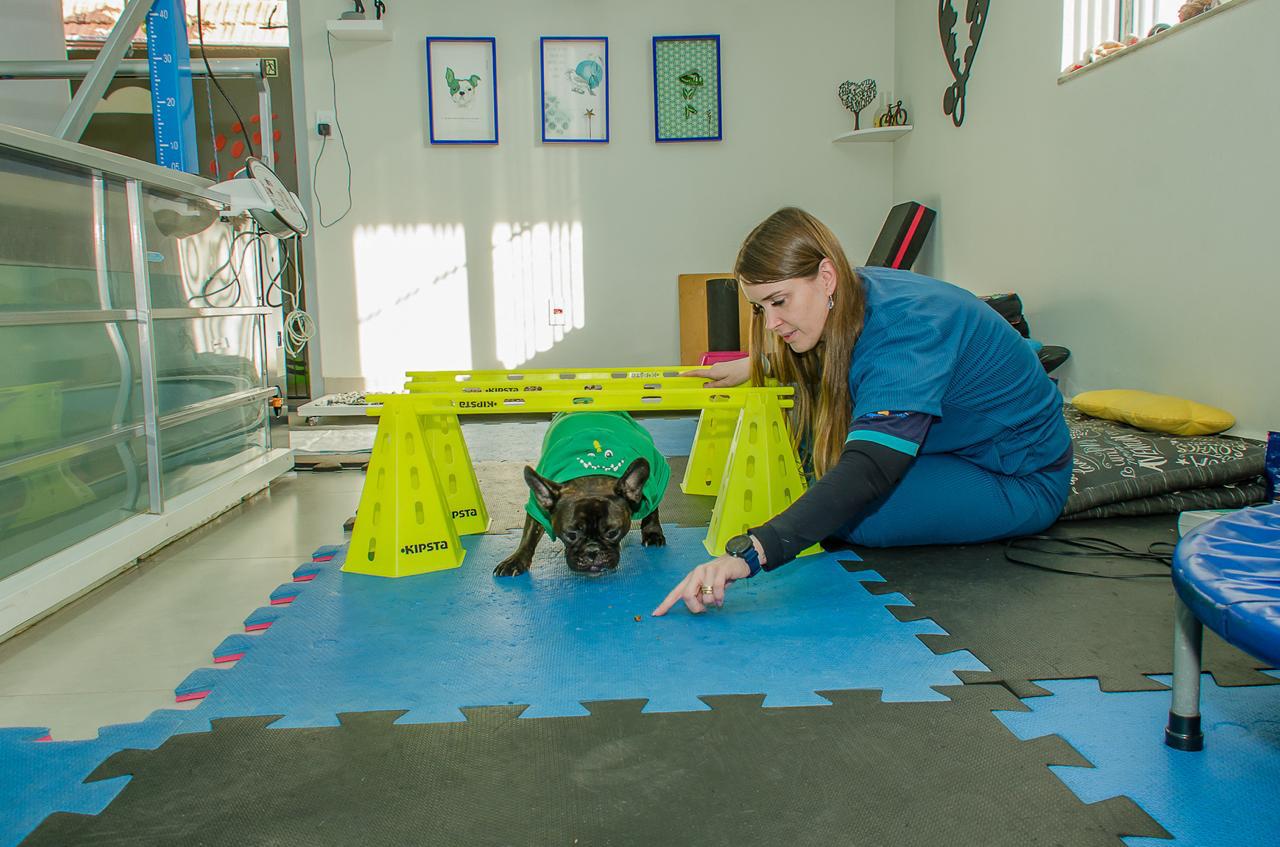Cão em sessão de hidroterapia e fisioterapia