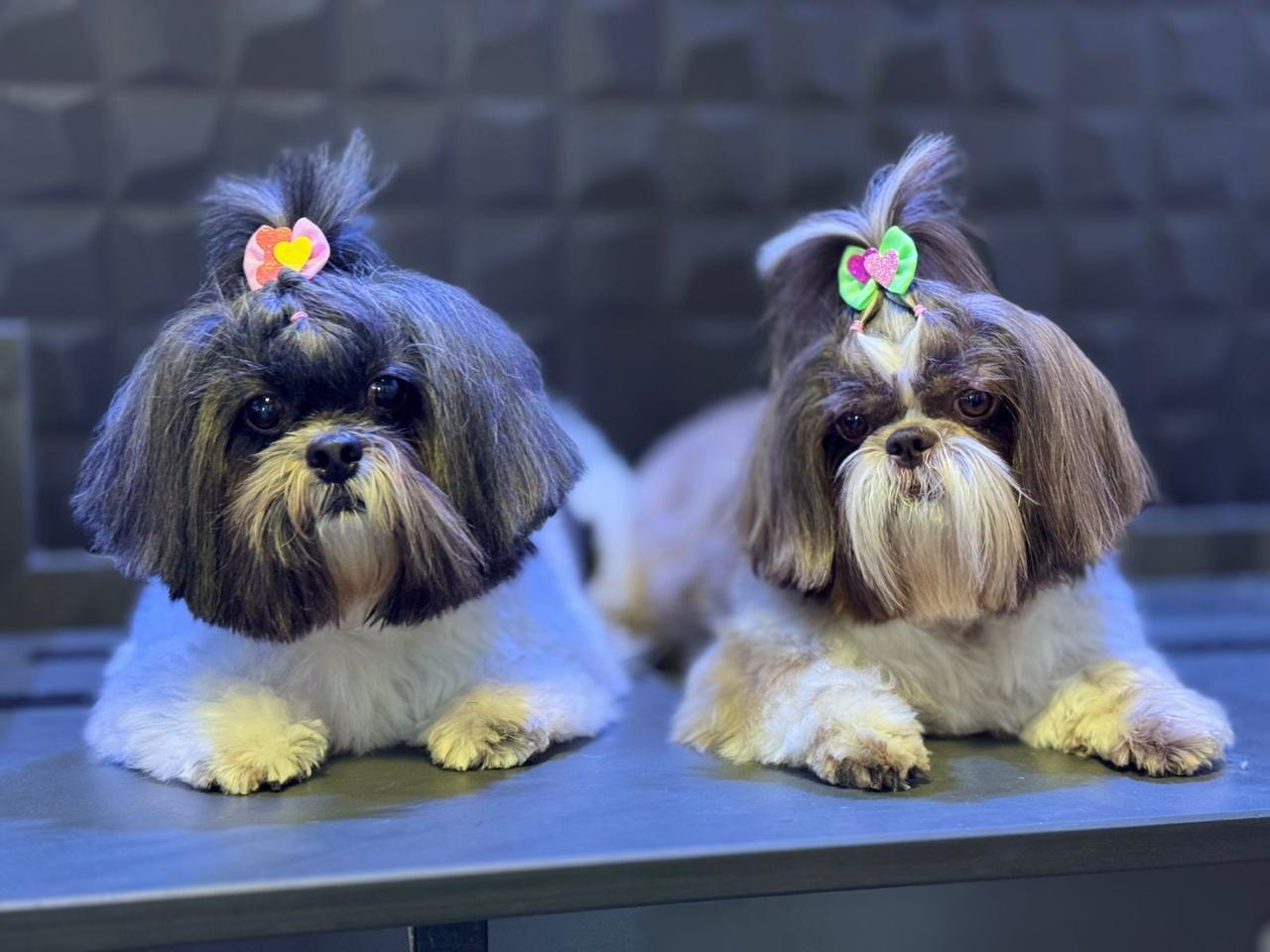 Dois Shih Tzus após banho e tosa