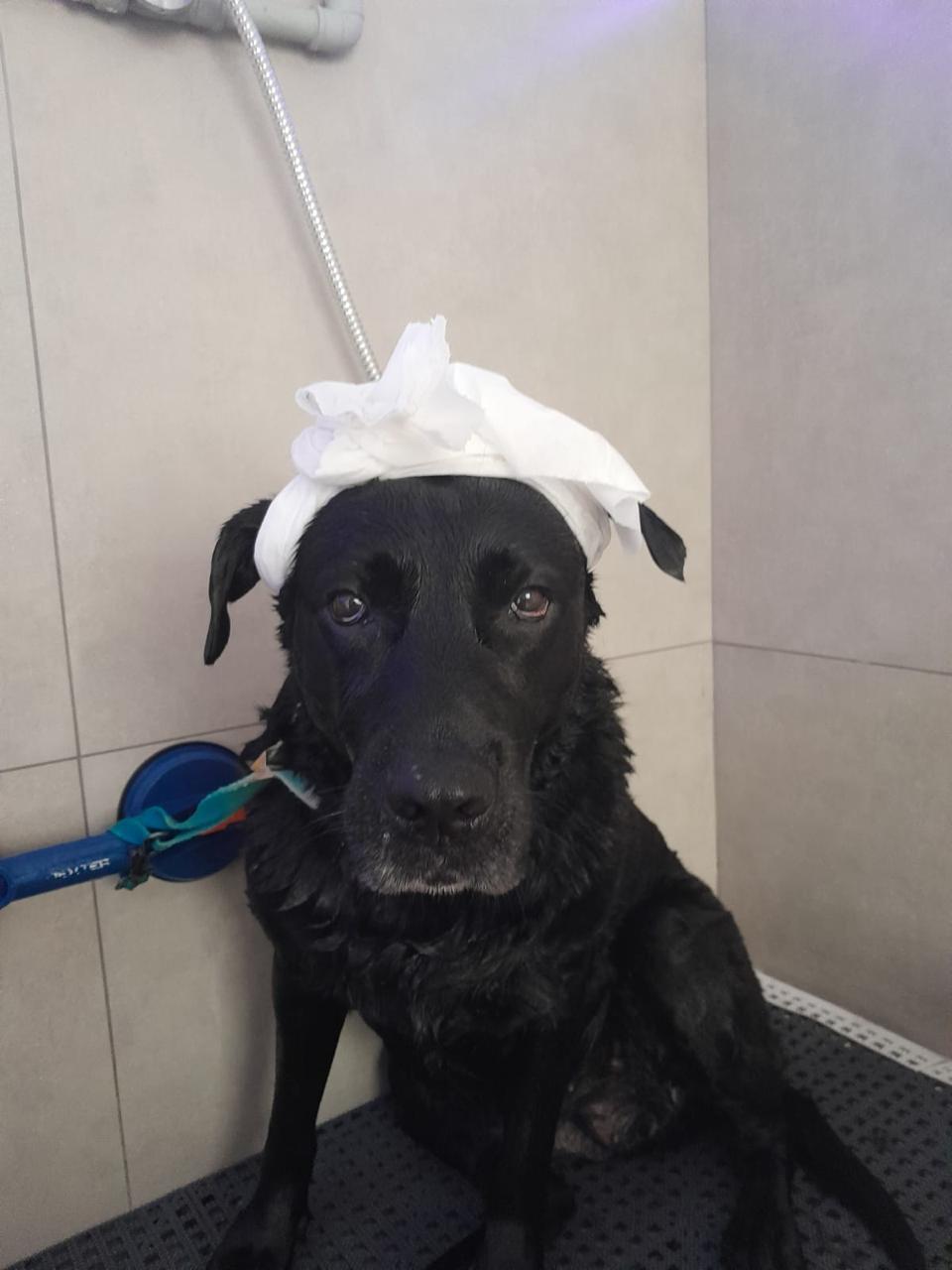 Cão no banho com toalha no Instituto InVita Pet
